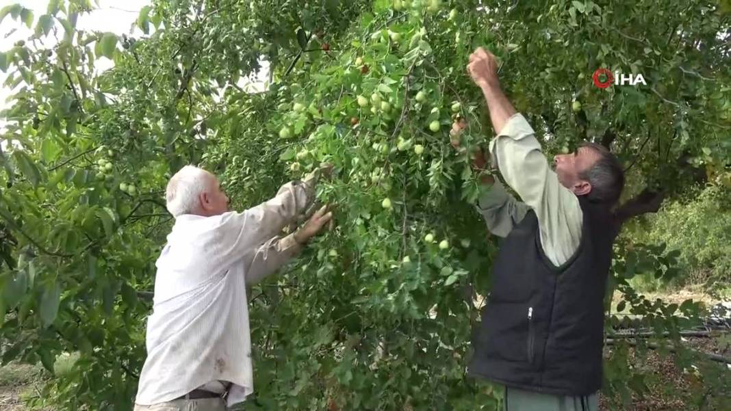 Bahçeye doğal çit olsun diye dikmişlerdi: Gelir kapısı oldu! Kilosunu 50 TL'den satıyor, bir taşla iki kuş... 17